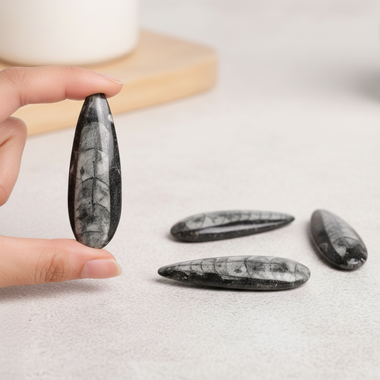 High-quality Orthoceras Kuber stone for placing in cash box and locker